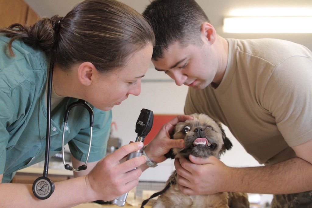 Oftalmologista Veterinário