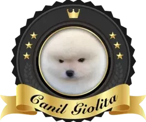 Filhote de Spitz alemão