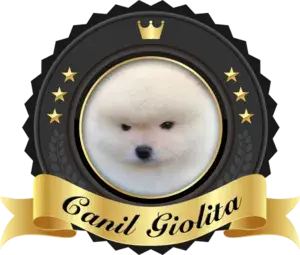 Filhote de Spitz alemão