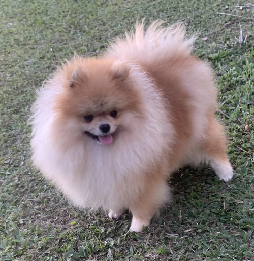 Filhote de Spitz alemão