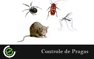 Dedetização de Ratos