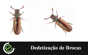 Dedetização de Ratos