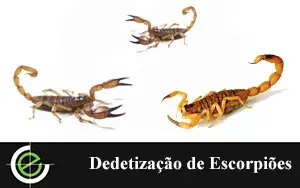 Dedetização de Ratos