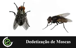 Dedetização de Ratos