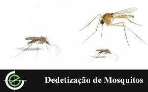 Dedetização de Ratos