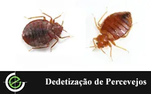 Dedetização de Ratos