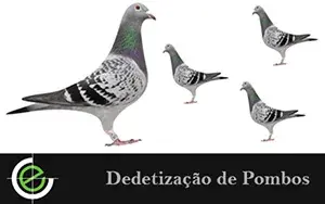 Dedetização de Ratos