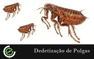 Dedetização de Ratos