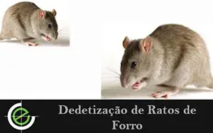 Dedetização de Ratos