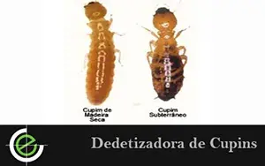 Dedetização de Ratos