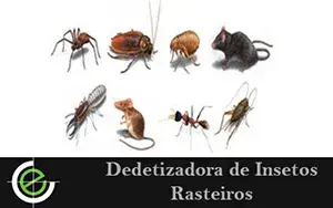 Dedetização de Ratos