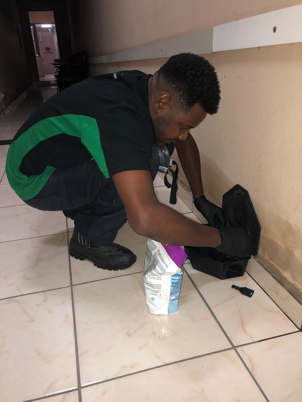 Dedetização de Ratos