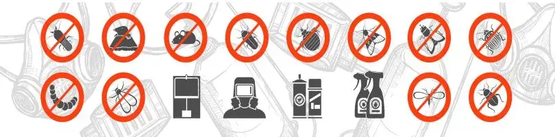 Dedetização de Ratos