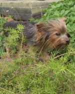 Escultura de Metal: A Arte que Transforma Espaços