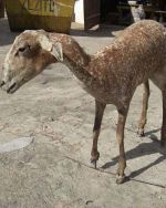 Escultura de Metal: A Arte que Transforma Espaços