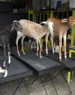 Escultura de Metal: A Arte que Transforma Espaços