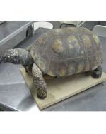 Escultura de Metal: A Arte que Transforma Espaços